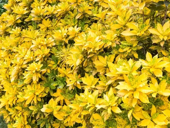 קודן אוקוביפוליום גולדן פינגר קרוטון צהוב מנוקד קודן אוקוביפוליום גולדן פינגר קרוטון צהוב מנוקד